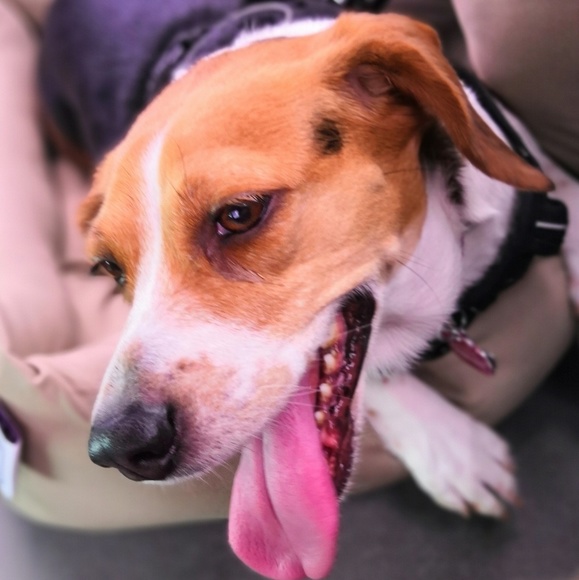 Meet your Posher - Picture 1 of 1